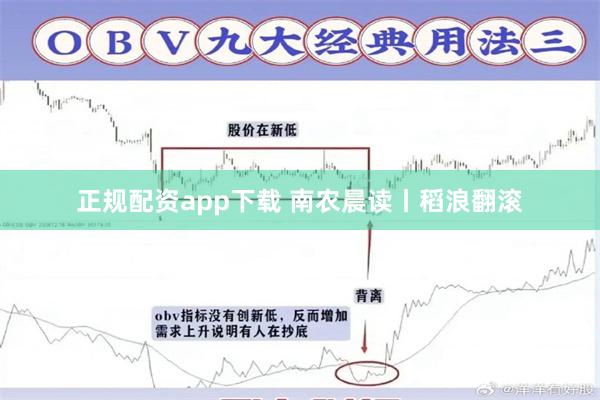 正规配资app下载 南农晨读丨稻浪翻滚